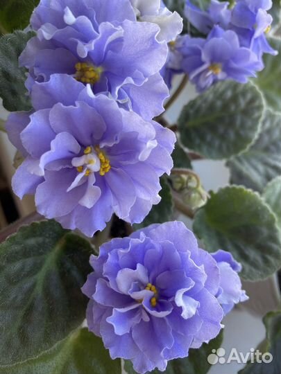 Сортовая молодая фиалка Голубой Небосвод