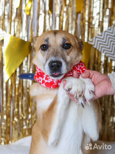 Шейла красавица и умница