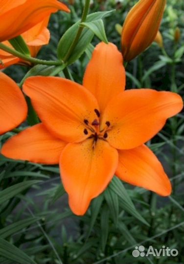 Лилия саженцы Аргос