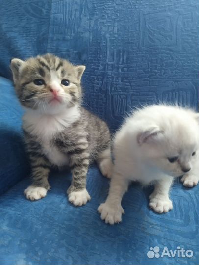 Отдам котенка в добрые руки