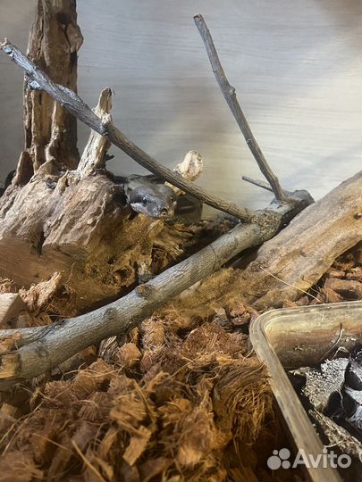 Императорский удав