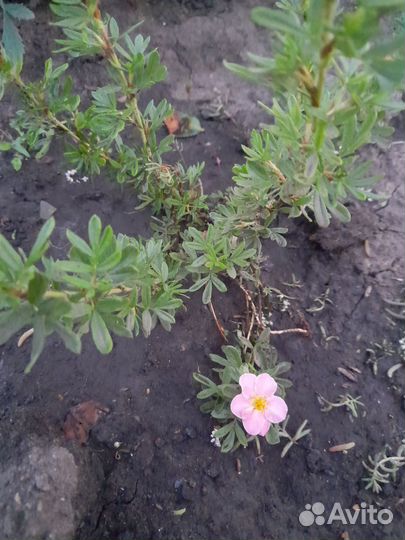 Декоративные кустарники для сада