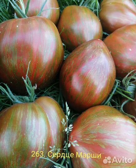 Семена сортовых помидор