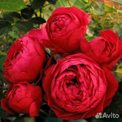 Роза английская Эл Ди Брейтуэйт (L. D. Braithwaite