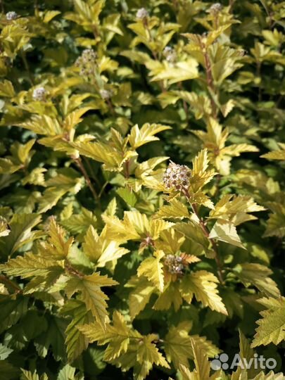 Пузыреплодник жёлтый