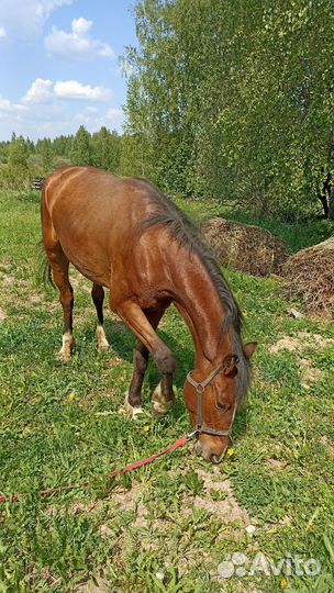 Кобыла 3 года