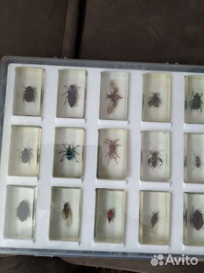 Настоящие Насекомые и их знакомые