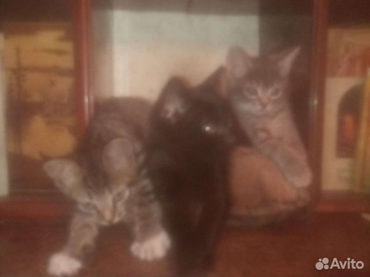 Котёнок в добрые руки, бесплатно