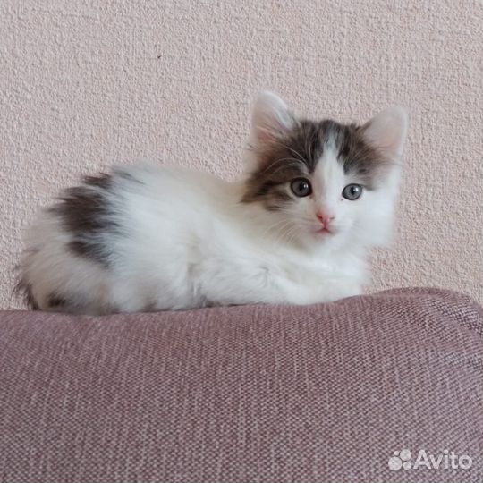 Котята в добрые руки бесплатно