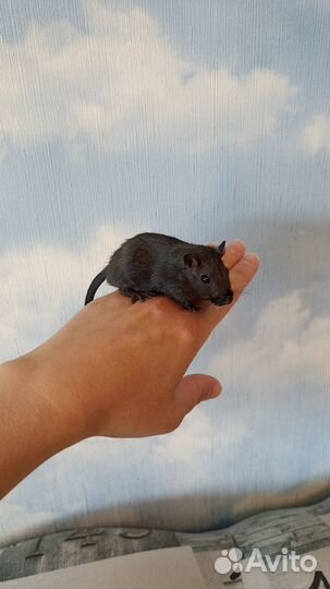 Песчанка малыши мальчики и девочки