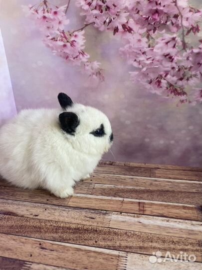 Мини кролики