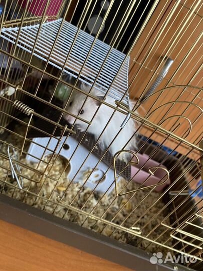 Бесплатно Сирийский хомяк