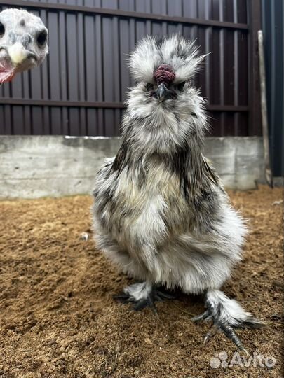 Петух китайский шелковый