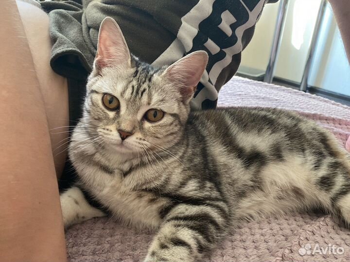 Породистая кошечка