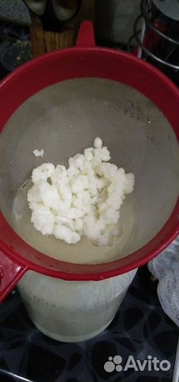 Тибетский молочный гриб