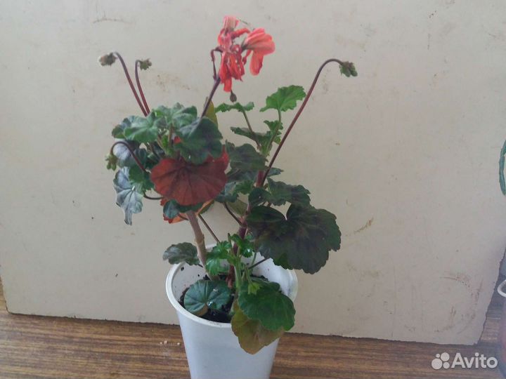 Пеларгония зональная