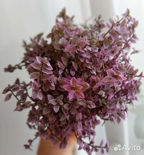 Традесканции сортовые