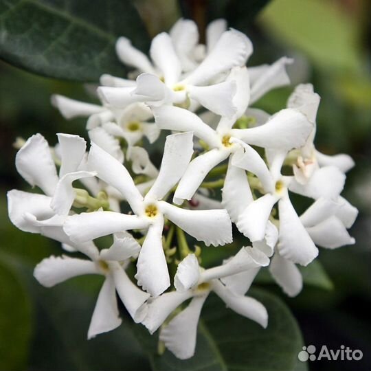 Трахелоспермум жасминовидный (звёздчатый жасмин)