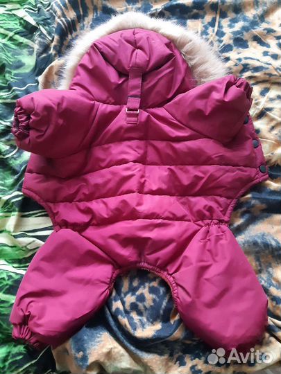 Одежда для собак