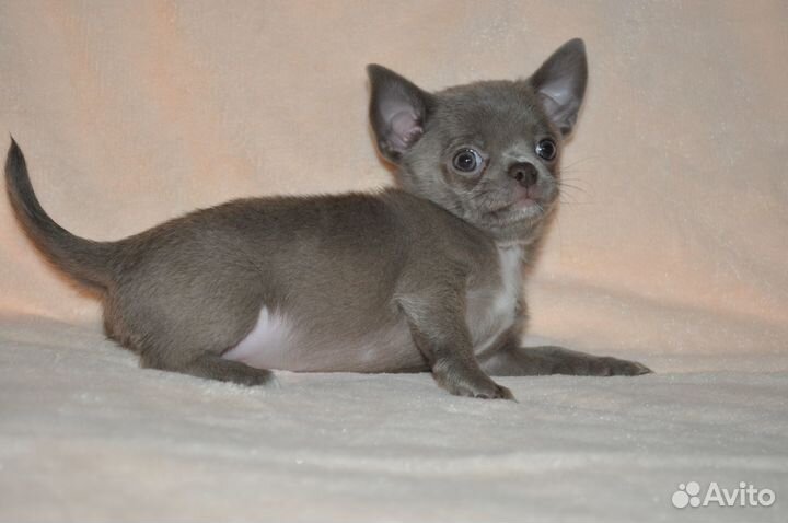 Красотун лиловый