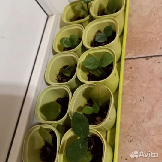 Замиокулькаса детки