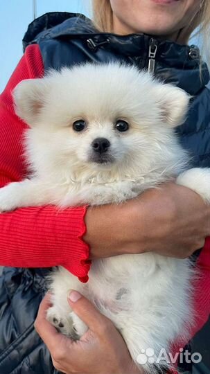 Доставка животных, перевозка животных, зоотакси