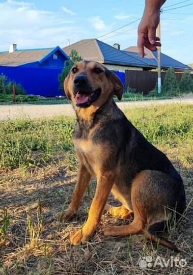Собака в добрые руки отдам бесплатно