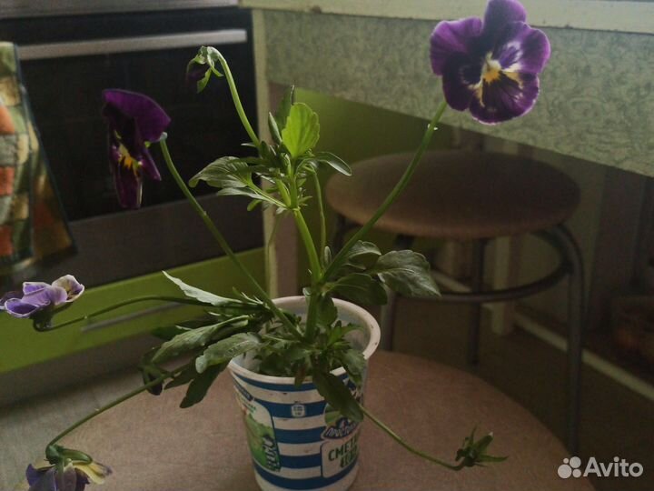 Анютины глазки