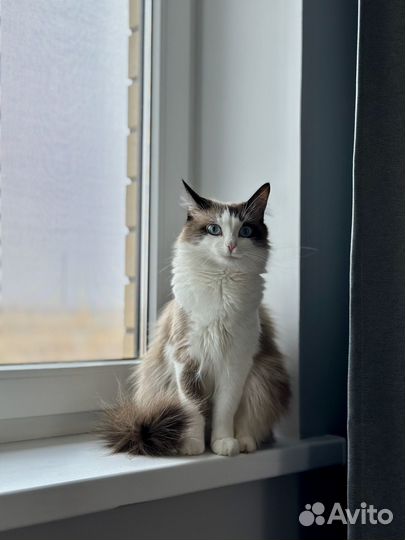 Ищем сиамского кота для вязки