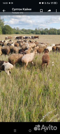 Овцы бараны ягнята оптом
