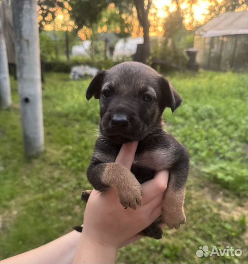 Щенок в добрые руки