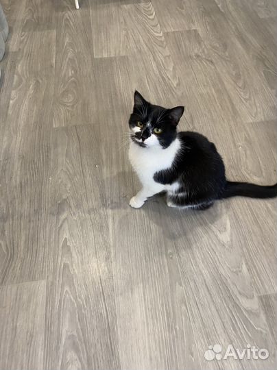 Молодой котик