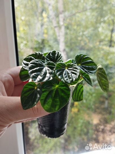 Пеперомия Лилиан