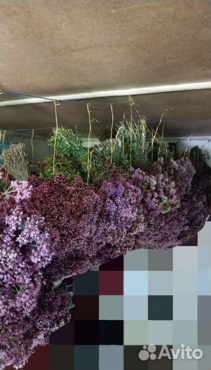 Душица Орегано