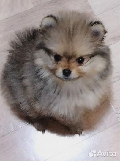 Мини шпиц