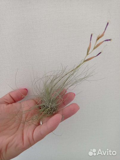 Тилландсия