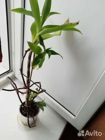 Золотой ус - лекарственное растение