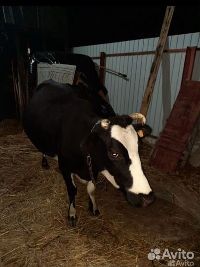 Продажа крс