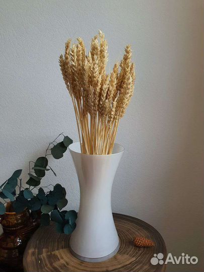 Пшеница хордеум колоски