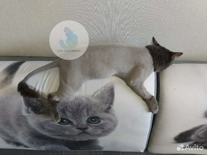 Стрижка кошек и собак, грумер, груминг, котоняня