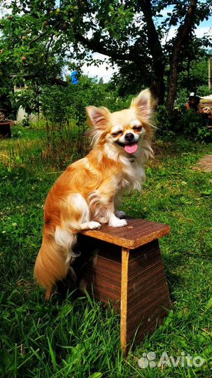 Передержка кошек, собак, птиц, грызунов Зооняня