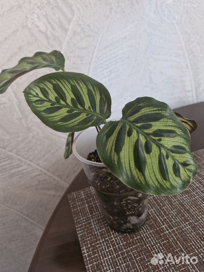 Маранта макоя