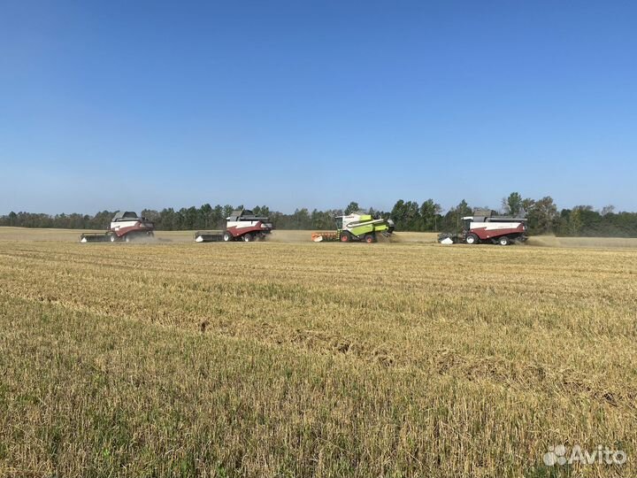 Уборка урожая 2024