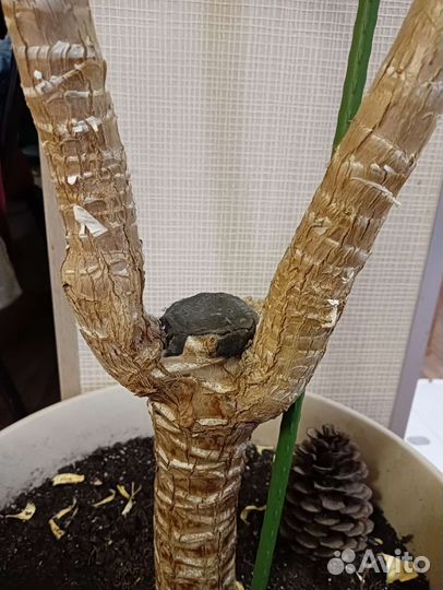 Юкка икеевская