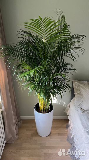 Арека, пальма, дипсис, в наличии