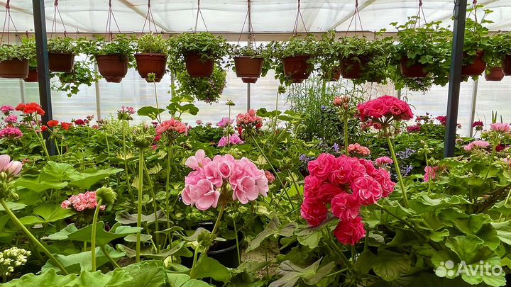 Пеларгония герани сортовые. Срезы, черенки, кашпо