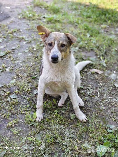 Собака подросток щенок Джулия