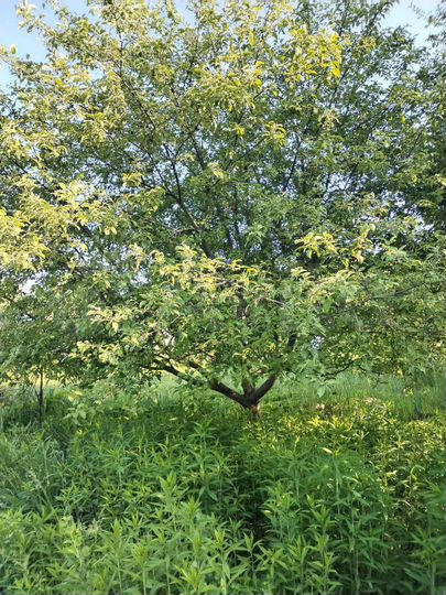 Дача 25 м² на участке 7 сот.