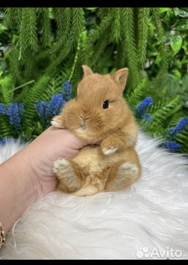 Кролики карликовые ручные