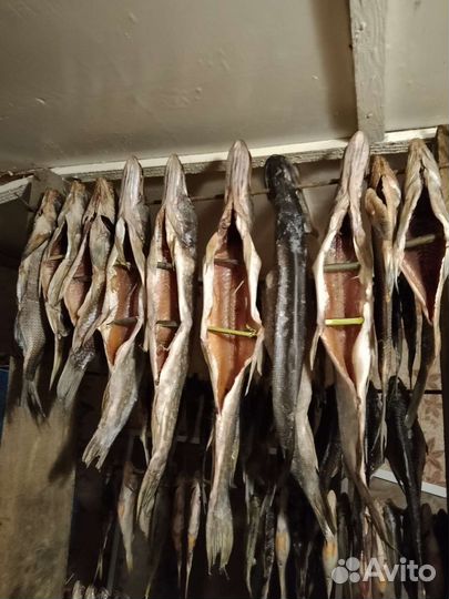 Вяленная рыба